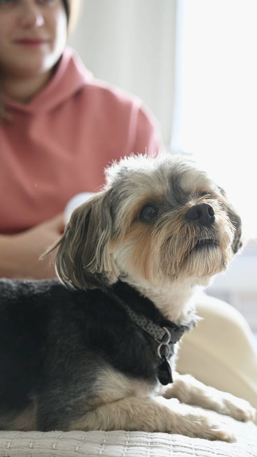 有关动物, 友谊, 可爱的免费素材视频