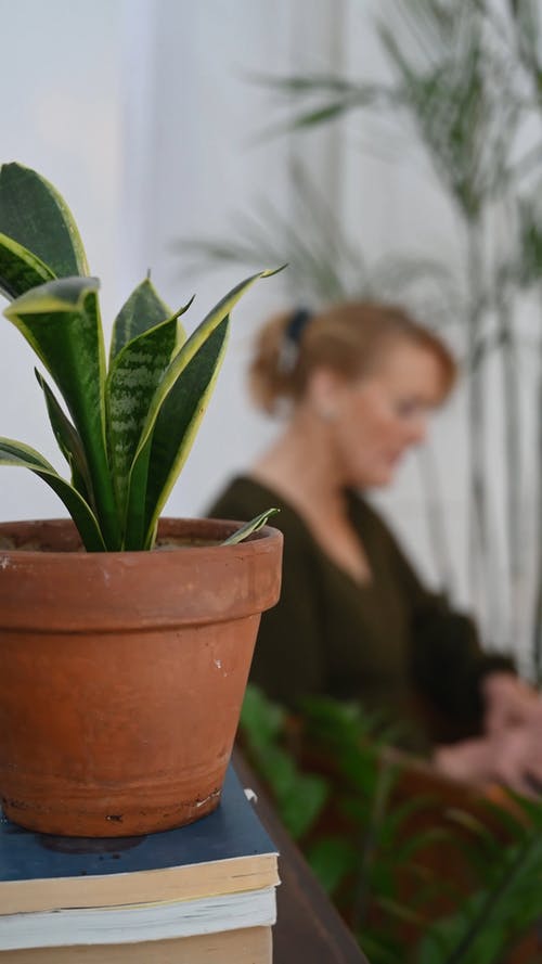 有关增长, 室内, 室内植物的免费素材视频