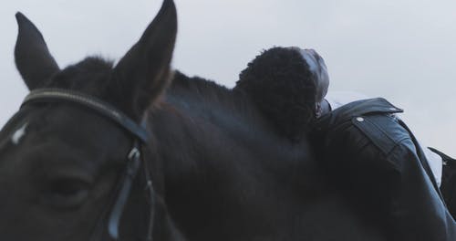 有关人, 动物, 地平线的免费素材视频