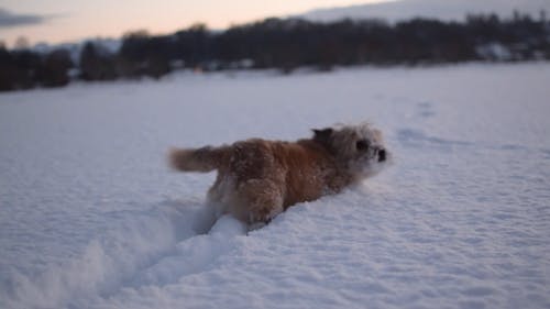 有关冬季, 冷, 可爱的免费素材视频