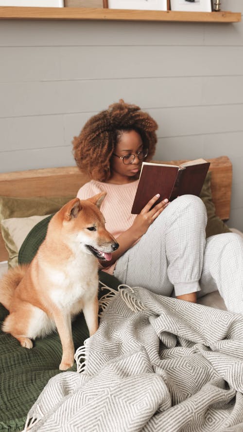 有关动物, 呆在家里, 在家的免费素材视频