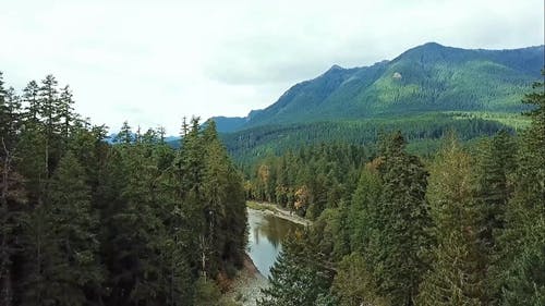 有关丛林, 天性, 天空的免费素材视频