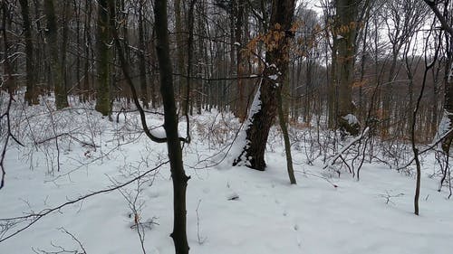 有关下雪的, 冬季景观, 冰的免费素材视频