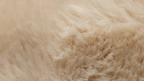 有关动物皮, 地毯, 棕色的免费素材视频