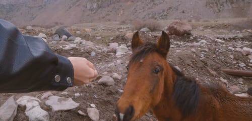 有关人, 动物, 哺乳动物的免费素材视频