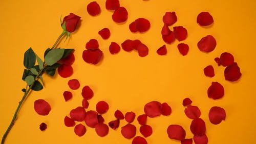 红玫瑰和花瓣 · 免费素材视频