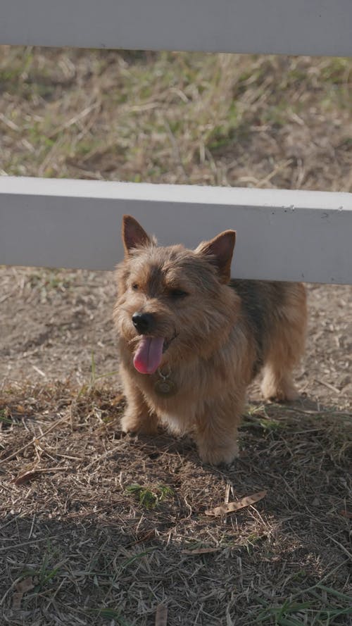 有关品种, 垂直视频, 宠物摄影的免费素材视频