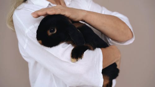 有关人, 兔子, 动物的免费素材视频