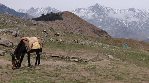 有关吃, 山, 棕色的马的免费素材视频