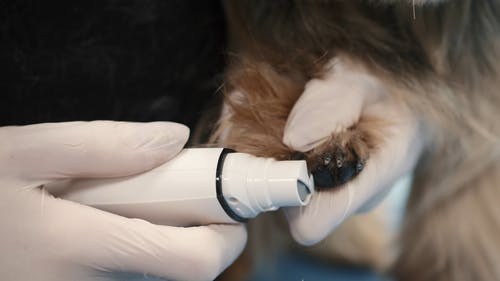 有关动物, 可爱, 可爱的的免费素材视频