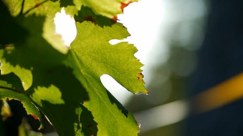 有关工厂, 微距拍摄, 景深的免费素材视频