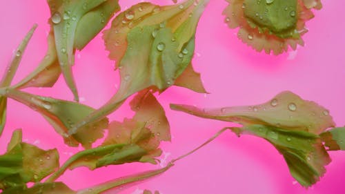 有关变色, 水, 水滴的免费素材视频