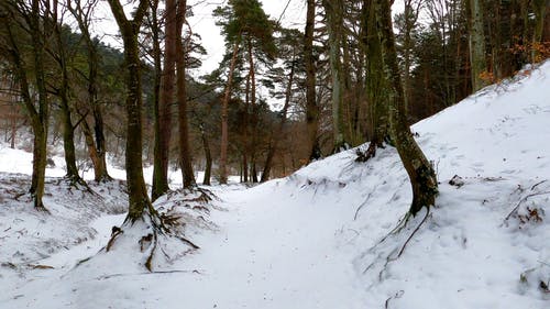 有关下雪的, 冬季, 大雪覆盖的免费素材视频