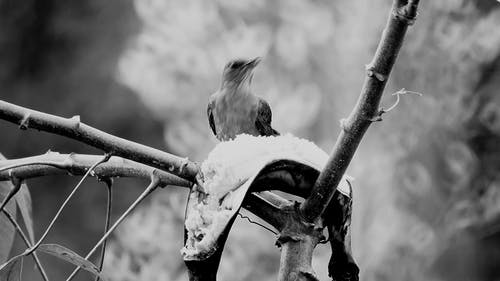 有关分公司, 动物, 树的免费素材视频