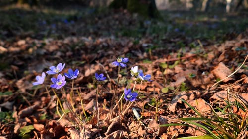 有关地面, 多风, 户外的免费素材视频