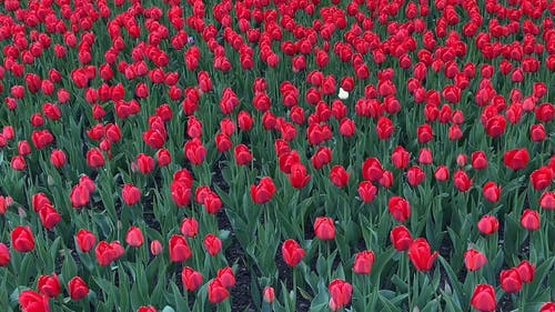 有关单, 多风, 工厂的免费素材视频