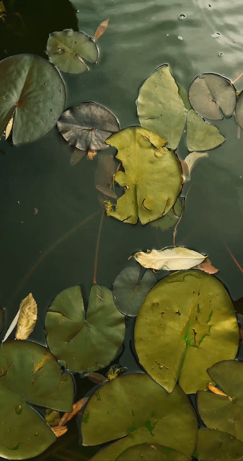 有关垂直视频, 专注, 爱的免费素材视频