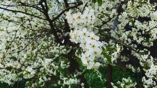 有关@户外, prunus spinosa, 多莉射击的免费素材视频