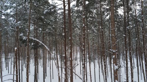 有关4k视频, 下雪的天气, 冬季的免费素材视频