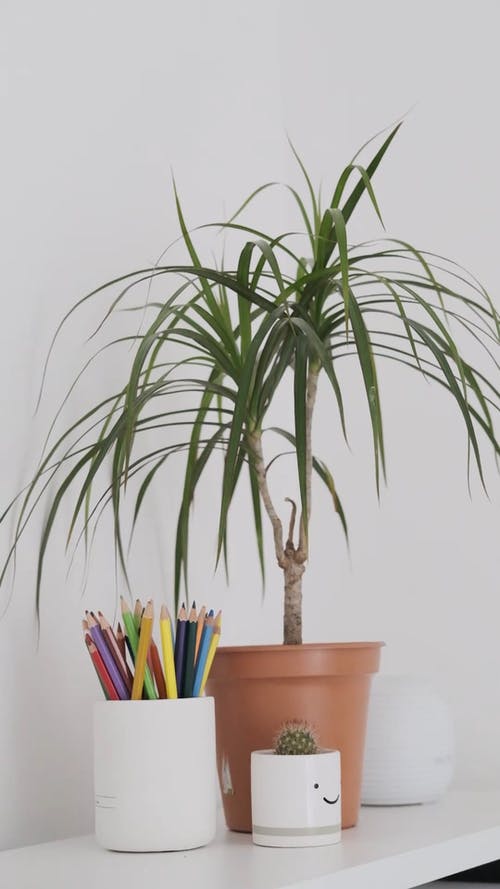 有关仙人掌植物, 垂直视频, 室内植物的免费素材视频