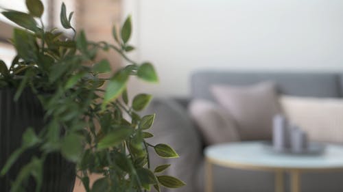 有关客厅, 室内植物, 模糊背景的免费素材视频