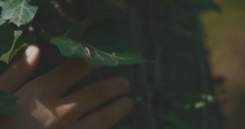 有关接触, 植物, 树叶的免费素材视频