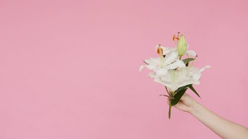 有关Copyspace, 天文爱好者, 头花的免费素材视频