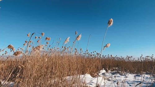 有关冬季, 冬季景观, 天性的免费素材视频