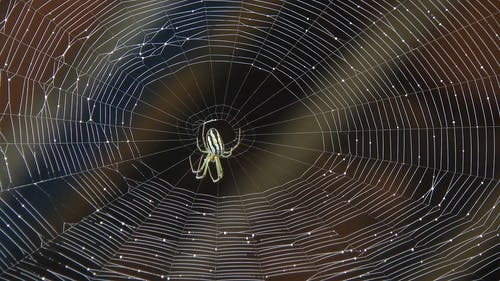 有关Web, 射球门, 专注的免费素材视频