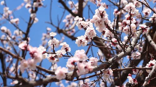 有关固定镜头, 天性, 天空的免费素材视频