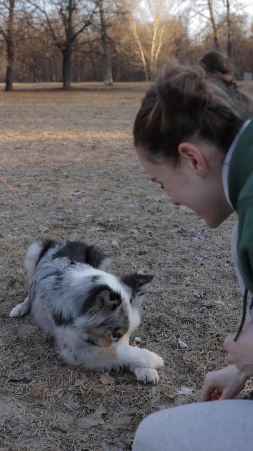 有关一起, 公园, 动物的免费素材视频