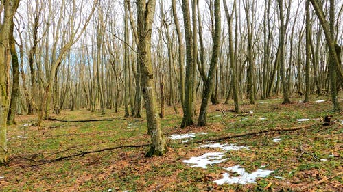 有关天性, 户外, 景观的免费素材视频
