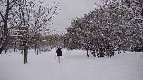 有关下雪的, 下雪的天气, 光秃秃的树木的免费素材视频