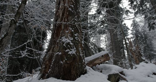 有关下雪的天气, 人, 低角度的免费素材视频