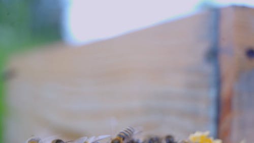 有关养蜂场, 天性, 特写的免费素材视频