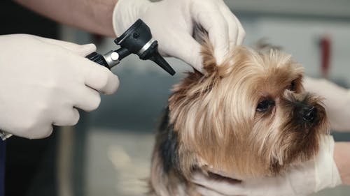 有关动物, 宠物护理, 宠物的免费素材视频