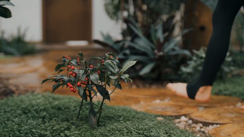 有关卵石, 工厂, 树叶的免费素材视频