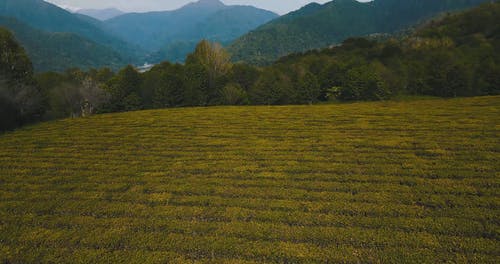 有关下田, 农业用地, 山的免费素材视频