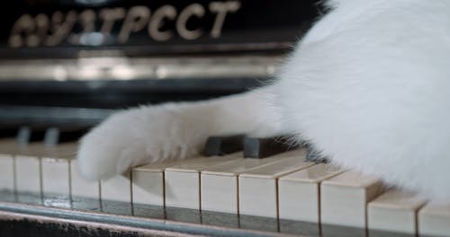 有关动物, 可爱, 可爱的的免费素材视频