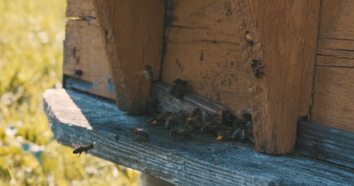 有关日光, 昆虫, 环境的免费素材视频