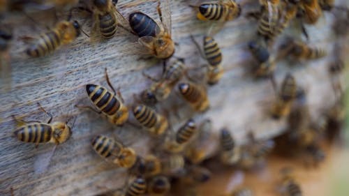 有关养蜂场, 昆虫, 模糊的免费素材视频