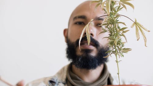 有关人, 大麻, 室内的免费素材视频