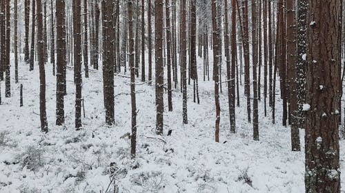 有关下雪的, 冬季, 冷的免费素材视频