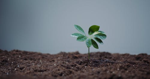 有关喷壶, 土, 工厂的免费素材视频