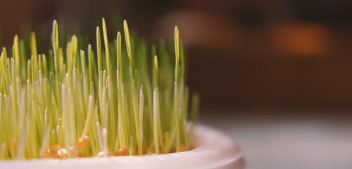 有关增长, 工厂, 成长中的免费素材视频