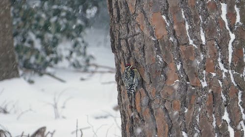 有关下雪, 冬季, 动物的免费素材视频