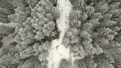 有关下雪的, 冬季, 天性的免费素材视频