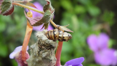 有关天性, 模糊的背景, 毛虫的免费素材视频