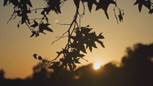 有关剪影, 摇曳, 日落的免费素材视频