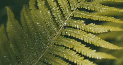 有关树叶, 特写, 纹理的免费素材视频